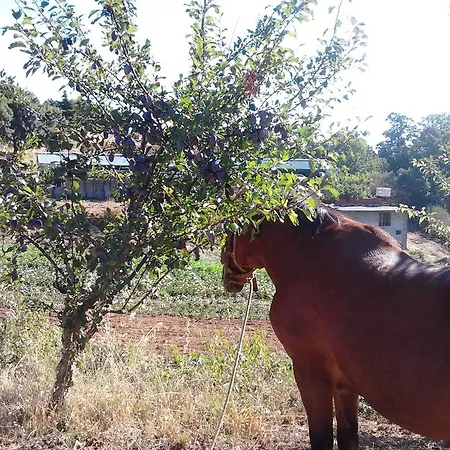 Quinta Do Vale Alojamento de Turismo Rural